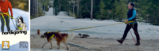 What Is Nordicjoring? Discover the Joy of Nordic Walking With Your Dog