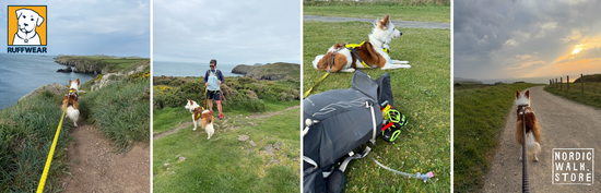 Beginner’s Guide: How to Start Nordicjoring With Your Dog