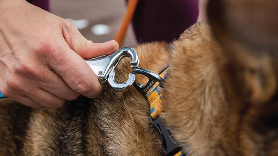 RUFFWEAR Roamer Dog Leash